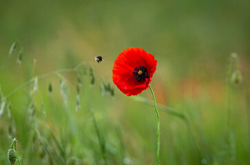 Red poppy flower