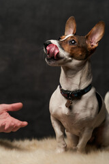 Jack Russell Terrier dog sitting on white fur