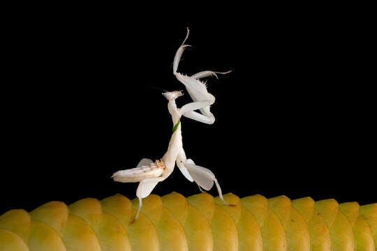 White Orchid Mantis (hymenopus coronatus) in action on black background.