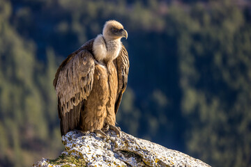 Portrait of a griffon vulture posed at the edge of the cliff at Cairo Rock, France