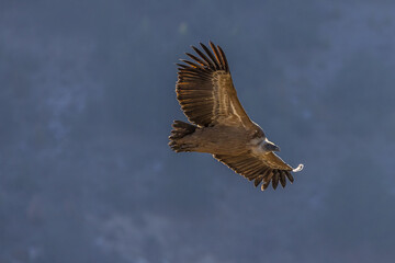 Griffon vulture in flight at Cairo rock, France
