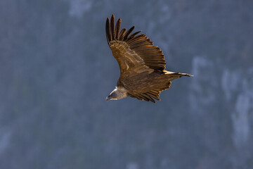Fototapeta premium Griffon vulture in flight at Cairo rock, France