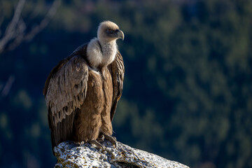Portrait of a griffon vulture posed at the edge of the cliff at Cairo Rock, France