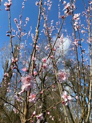 pink magnolia tree