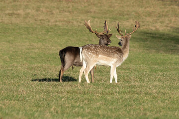 Naklejka na ściany i meble Two young antlered reindeer looking at each other standing on grassland.