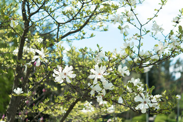 Beautiful flowering on a sunny day, flowering tree - beautiful flowering branch of magnolia in spring - magnolia flower	
