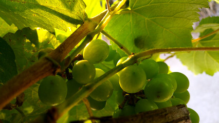 Grapes with green leaves on the vine. fresh fruit in the morning sun