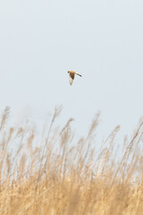 European kestrel hovering over golden grass. Common kestrel hunting. Bird of prey looking for mice.