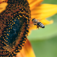 A bee collecting pollen. A bee in front of a large sunflower. A bee on flower.