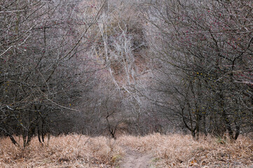 The bushes open to reveal an open space. Pathway leading through the bushes. Trees on a hillside. A forest of branches.