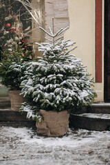 Small green ornamental Christmas trees stand in burlap pots on a gray cobblestone pavement outside a store in Lvov, Ukraine. Winter snow.