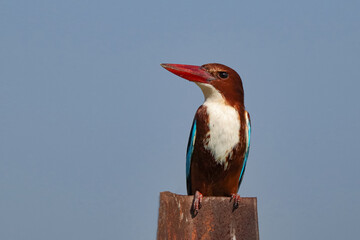White Throated Kingfisher (Halcyon smyrnensis).