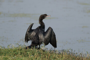Little Cormorant (Microcarbo niger) open her wings.
