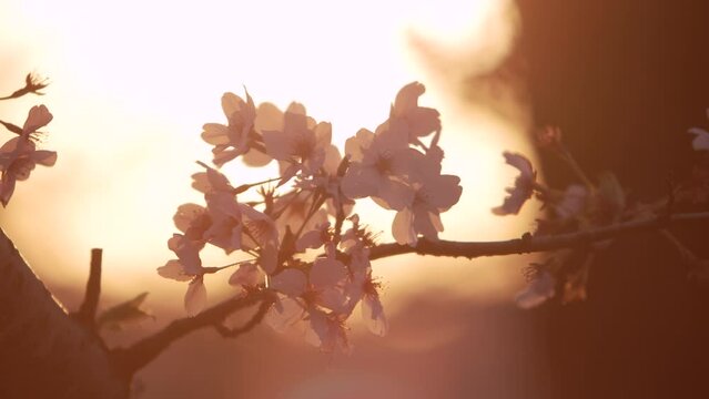 桜　満開の季節