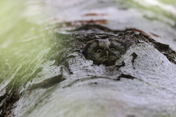  Boreal owl or Tengmalm's owl (Aegolius funereus) Swabian Jura  Germany