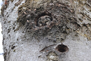  Boreal owl or Tengmalm's owl (Aegolius funereus) Swabian Jura  Germany