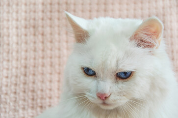 Fototapeta na wymiar Portrait white Angora cat with beautiful blue eyes is sitting and angrily looking straight ahead