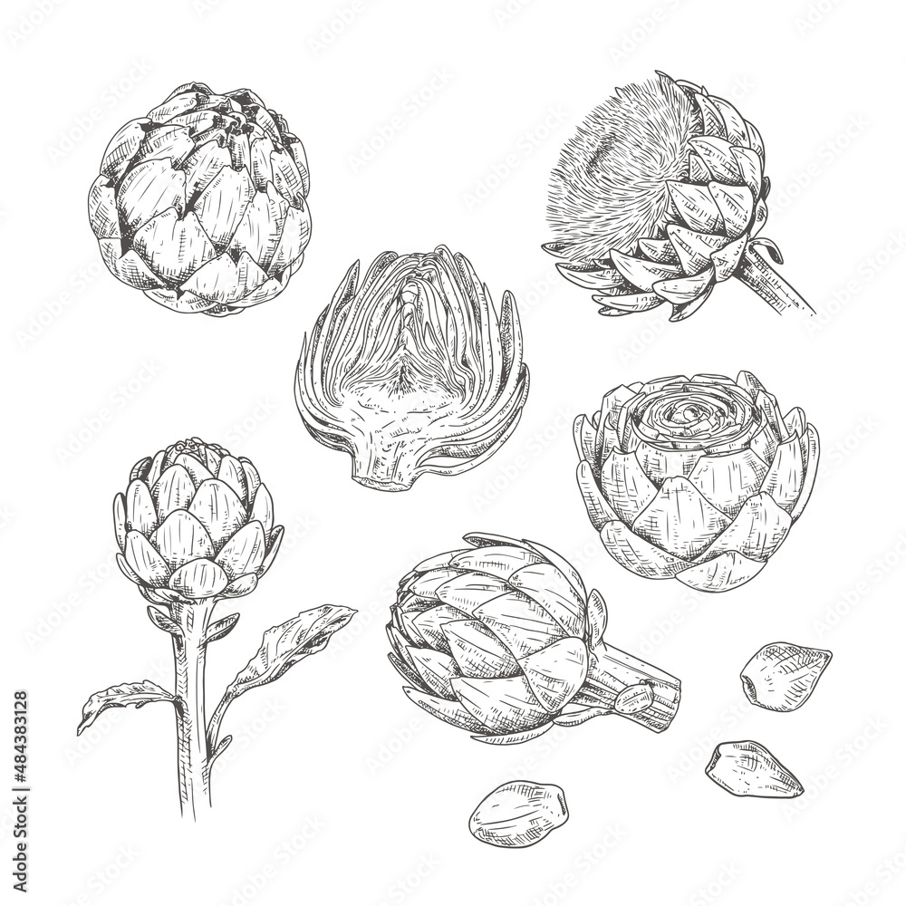 Wall mural hand drawn artichoke. set sketches with whole artichoke, cut in half, plant and flower. vector illus