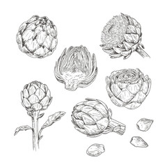 Hand drawn artichoke. Set sketches with whole artichoke, cut in half, plant and flower. Vector illustration isolated on white background.