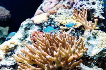 Fototapeta na wymiar Details of coral reef
