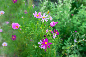 Fototapeta premium flowers of the cosmos in the garden are beautiful. Close-up. Postcard. Floral background. 