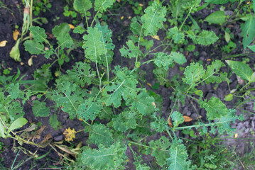 Lettuce (Lactuca sativa), a plant in the garden. The plant is spoiled by parasites, lettuce leaves in holes