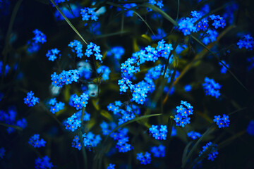 Beautiful blue delicate flowers of forget-me-nots bloom among the green grass on a warm summer evening. Nature.
