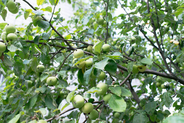 Fototapeta premium Fresh green apples on apple trees in apple orchard. 