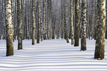 Beautiful winter forest, birch trees stand in the forest after a snowfall, shadows from the sun on the snow