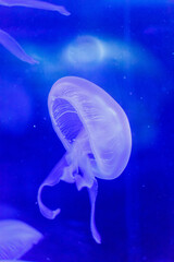 blue jelyfishes