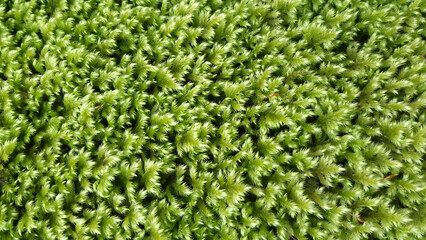 Moss on tree wood in forest and jungle 