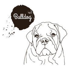 English Bulldog vector illustration, hand drawn sketch of a dog isolated on a white background