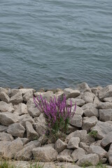 FU 2020-07-19 Rhein 103 Zwischen Steinen wächst eine lila Pflanze