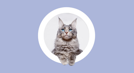 Fluffy cat Maine Coon breed climbs out of round hole in colored background. Funny large gray kitten...