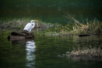 Igret reflecting on water