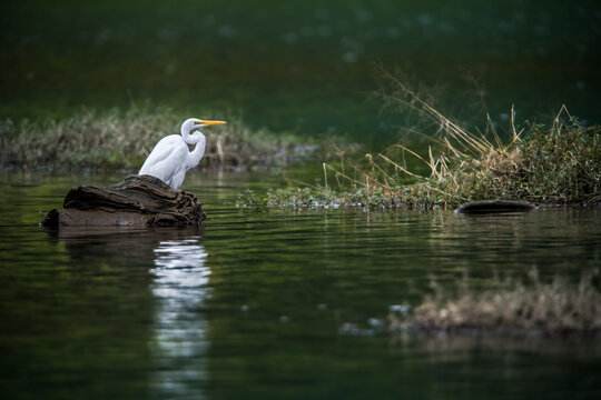 Igret reflecting on water