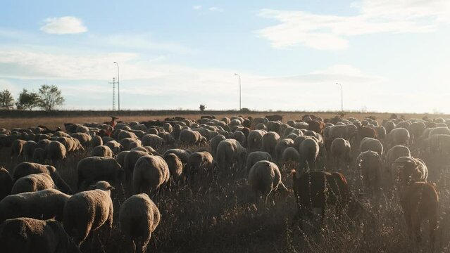 Herd of merino sheep and goats grazing in a rural meadow at sunset during transhumance. Backlight effect.