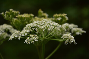 Flowering Queen Anne's Lace Flowers in Bloom