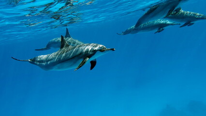 Dolphins. Spinner dolphin. Stenella longirostris is a small dolphin that lives in tropical coastal...