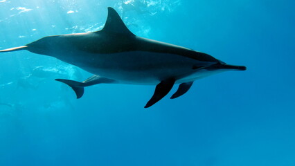 Obraz premium Dolphins. Spinner dolphin. Stenella longirostris is a small dolphin that lives in tropical coastal waters around the world. 