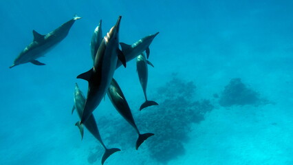 Fototapeta premium Dolphins. Spinner dolphin. Stenella longirostris is a small dolphin that lives in tropical coastal waters around the world. 