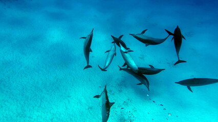 Dolphins. Spinner dolphin. Stenella longirostris is a small dolphin that lives in tropical coastal waters around the world. 