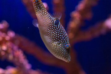 Blowfish and corals in the ocean and in the aquarium.