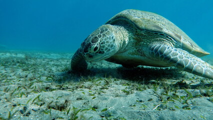 Obraz premium Big Green turtle on the reefs of the Red Sea.