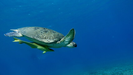 Big Green turtle on the reefs of the Red Sea.