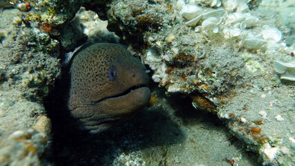 Moray eels, Pisces - type bone fish Osteichthyes, Moray eels (Muraenidae), Giant moray eels.
