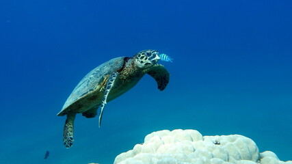 Sea turtles . Great Reef Turtle .Bissa.