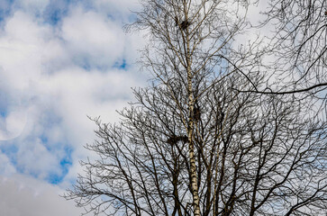 Fototapeta na wymiar Crows in trees, darkness, halloween, birds. Crows nest