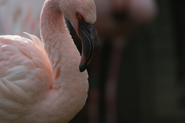 Lesser flamingo who has whitish pink plumages. Beautiful bird.