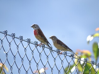 bird on a fence